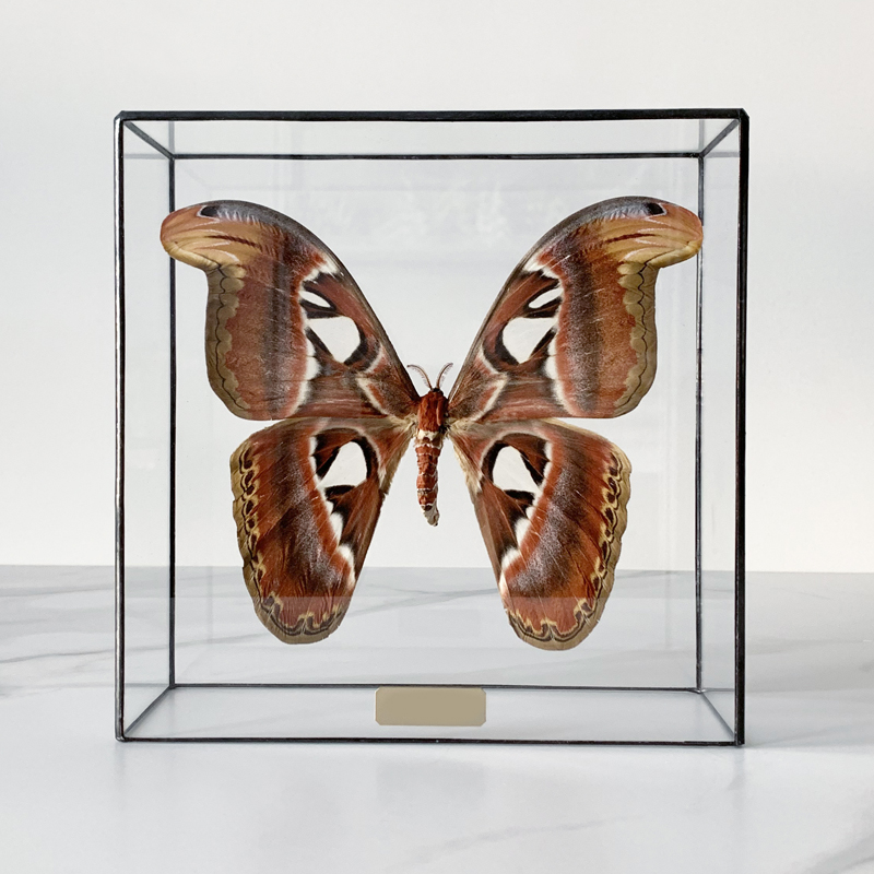 Статуэтка Butterfly Atlas Glass Box Статуэтка Butterfly Atlas Glass Box в Рязани | Loft Concept