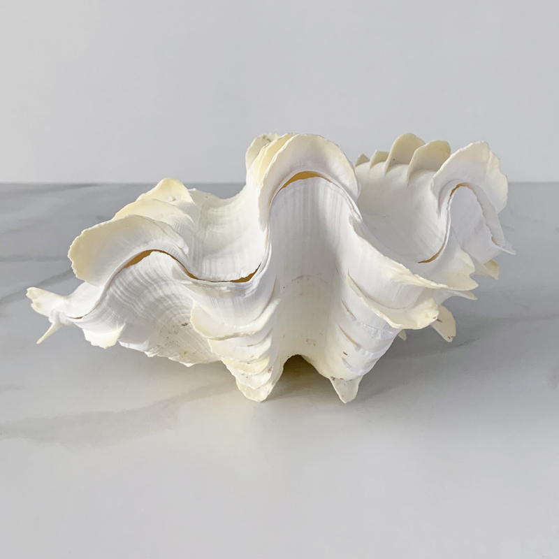 Статуэтка Tridacna Squamosa Shell S Статуэтка Tridacna Squamosa Shell S в Рязани | Loft Concept