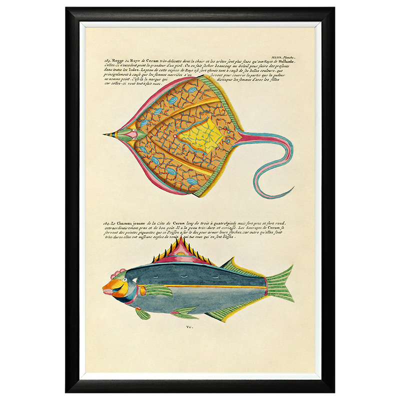Постер в черной раме Fish Guide 25 Мульти Черный Постер в черной раме Fish Guide 25 Мульти Черный в Рязани | Loft Concept