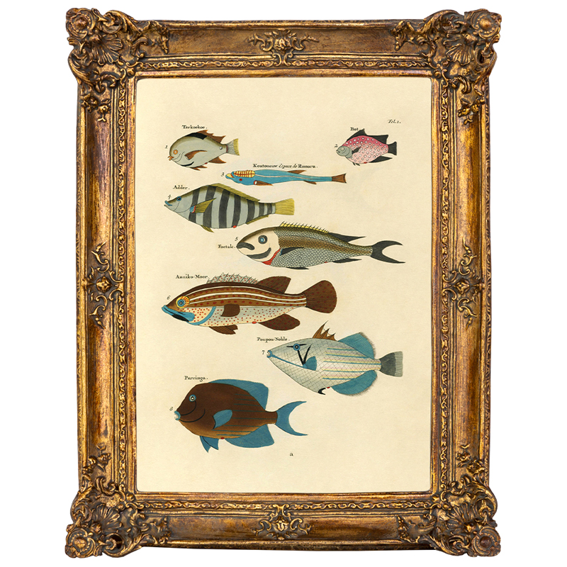 Постер Fish Species в багетной раме Мульти Золотой Постер Fish Species в багетной раме Мульти Золотой в Рязани | Loft Concept
