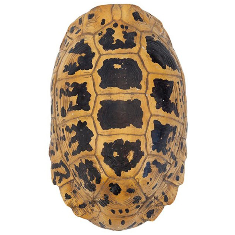 Аксессуар Turtle Hermanni Shell Коричневый Желтый Аксессуар Turtle Hermanni Shell Коричневый Желтый в Рязани | Loft Concept