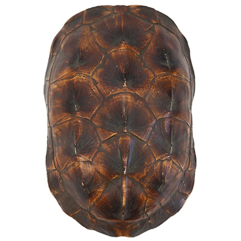 Аксессуар Turtle Shell Natural Brown Коричневый Аксессуар Turtle Shell Natural Brown Коричневый в Рязани | Loft Concept