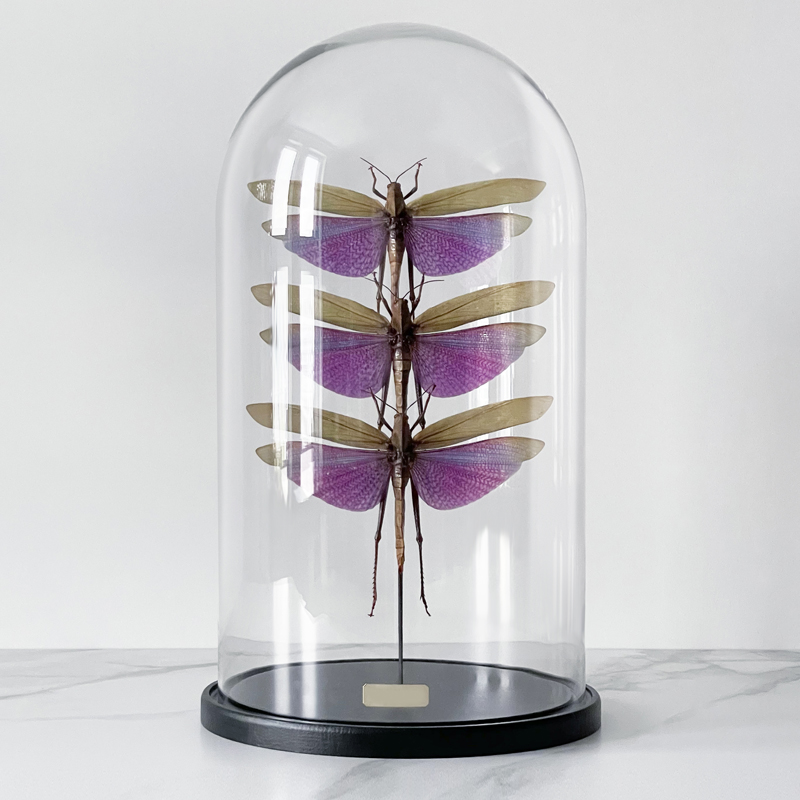 Статуэтка 3 Grasshoppers Titanacris Albipes Glass Cloche Статуэтка 3 Grasshoppers Titanacris Albipes Glass Cloche в Рязани | Loft Concept