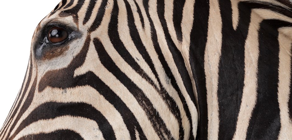 Голова зебры Burchellii Чучело таксидермия ZEBRA SHM RIGHT - фото №1