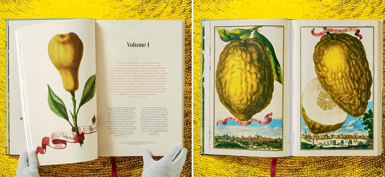 Volkamer Citrus Fruits - фото №1