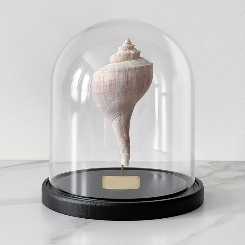 Статуэтка Busycon Canaliculatus Glass Cloche Статуэтка Busycon Canaliculatus Glass Cloche в Рязани | Loft Concept