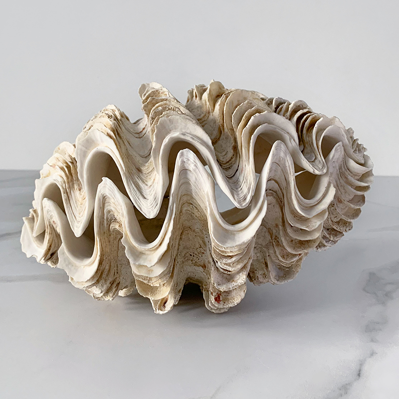 Статуэтка Tridacna Maxima Shell Статуэтка Tridacna Maxima Shell в Рязани | Loft Concept
