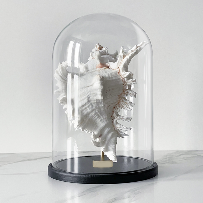 Статуэтка Murex Ramosus Glass Cloche XL Статуэтка Murex Ramosus Glass Cloche XL в Рязани | Loft Concept