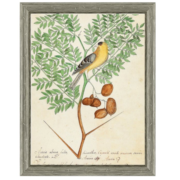 Постер Paradise Bird On Branch Постер Paradise Bird On Branch в Рязани | Loft Concept