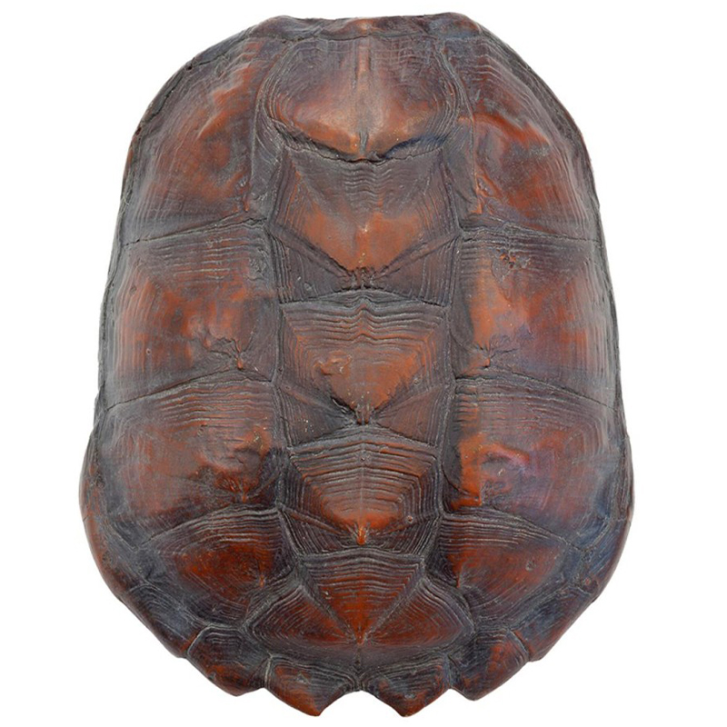 Аксессуар Turtle Shell Big Natural Коричневый Аксессуар Turtle Shell Big Natural Коричневый в Рязани | Loft Concept