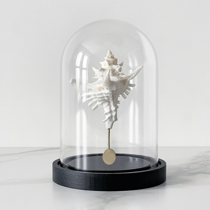 Статуэтка Murex Saharicus Glass Cloche Статуэтка Murex Saharicus Glass Cloche в Рязани | Loft Concept