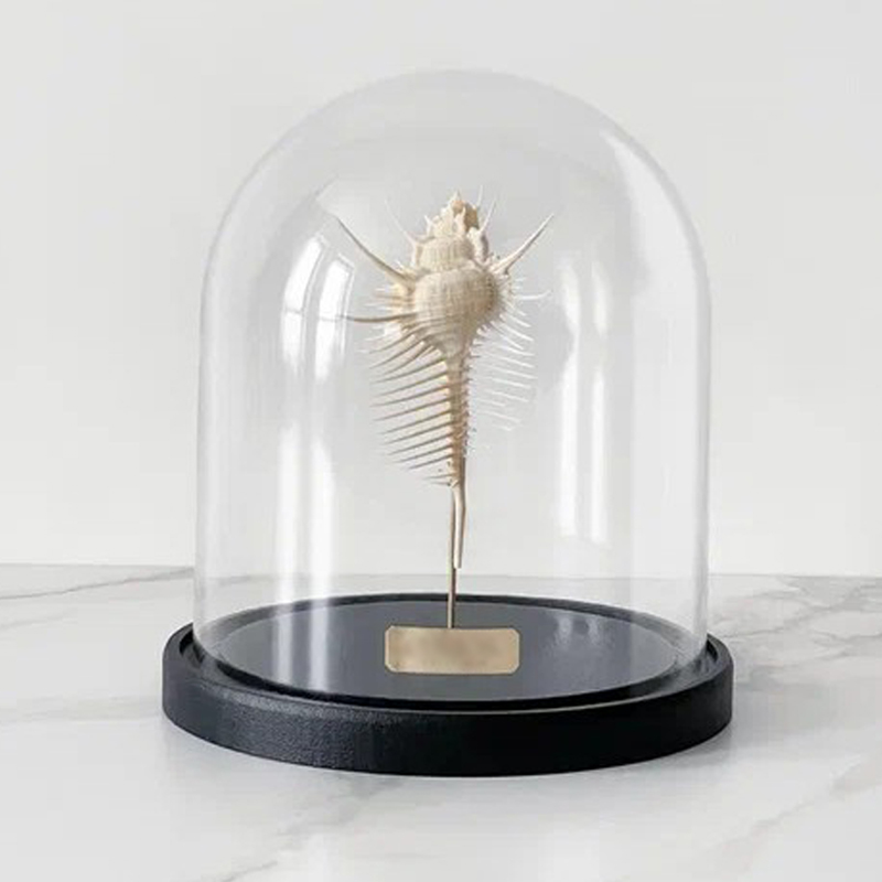 Статуэтка Murex Pecten Glass Cloche Статуэтка Murex Pecten Glass Cloche в Рязани | Loft Concept