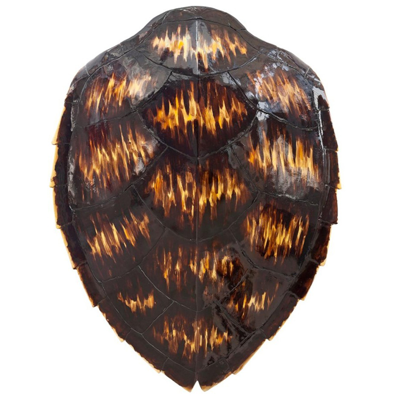 Аксессуар Turtle Shell Motley Natural Коричневый Желтый Аксессуар Turtle Shell Motley Natural Коричневый Желтый в Рязани | Loft Concept