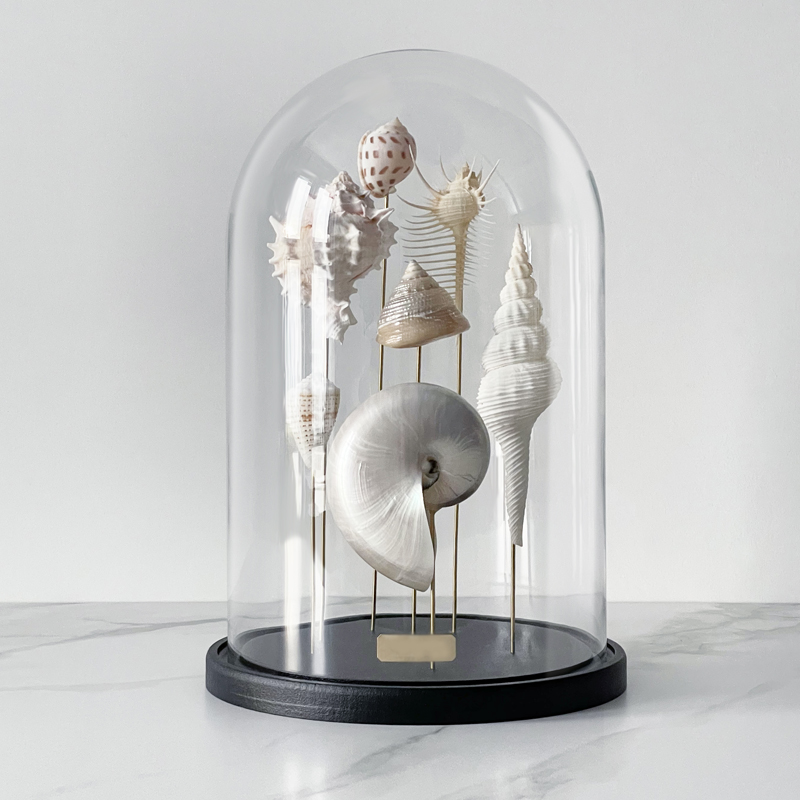 Статуэтка Shell Collection Glass Cloche 1 Статуэтка Shell Collection Glass Cloche 1 в Рязани | Loft Concept