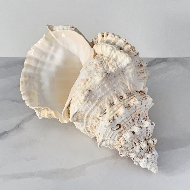 Статуэтка Bursa Bubo Shell Статуэтка Bursa Bubo Shell в Рязани | Loft Concept