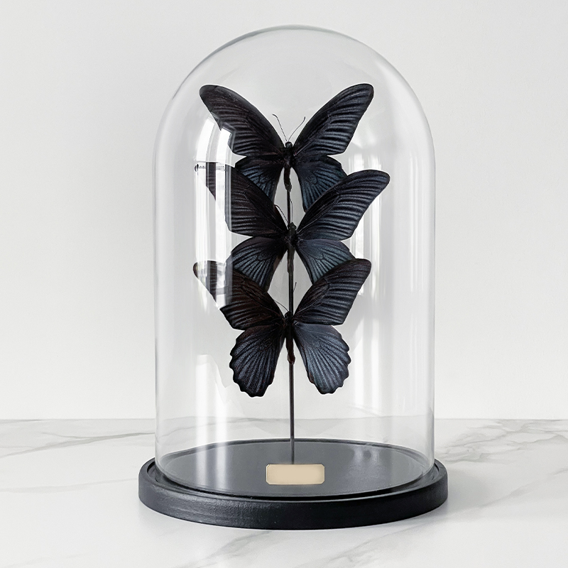 Статуэтка 3 Butterflies Papilio Memnon Glass Cloche Статуэтка 3 Butterflies Papilio Memnon Glass Cloche в Рязани | Loft Concept