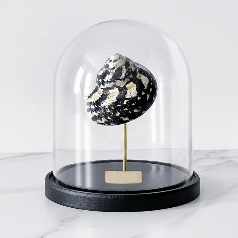 Статуэтка Turbo Cittarium Pica Glass Cloche Статуэтка Turbo Cittarium Pica Glass Cloche в Рязани | Loft Concept