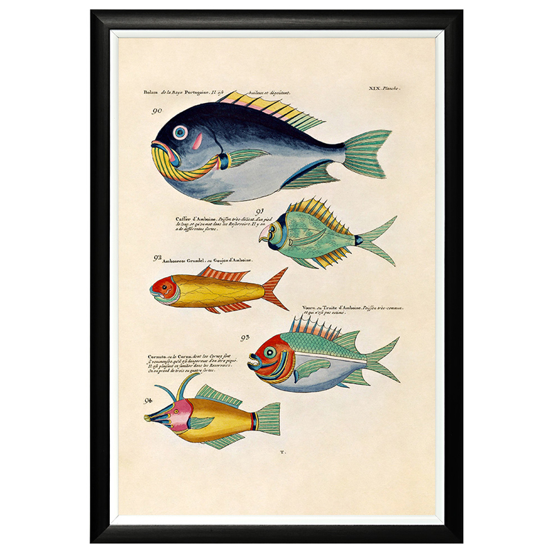 Постер в черной раме Fish Guide 12 Мульти Черный Постер в черной раме Fish Guide 12 Мульти Черный в Рязани | Loft Concept
