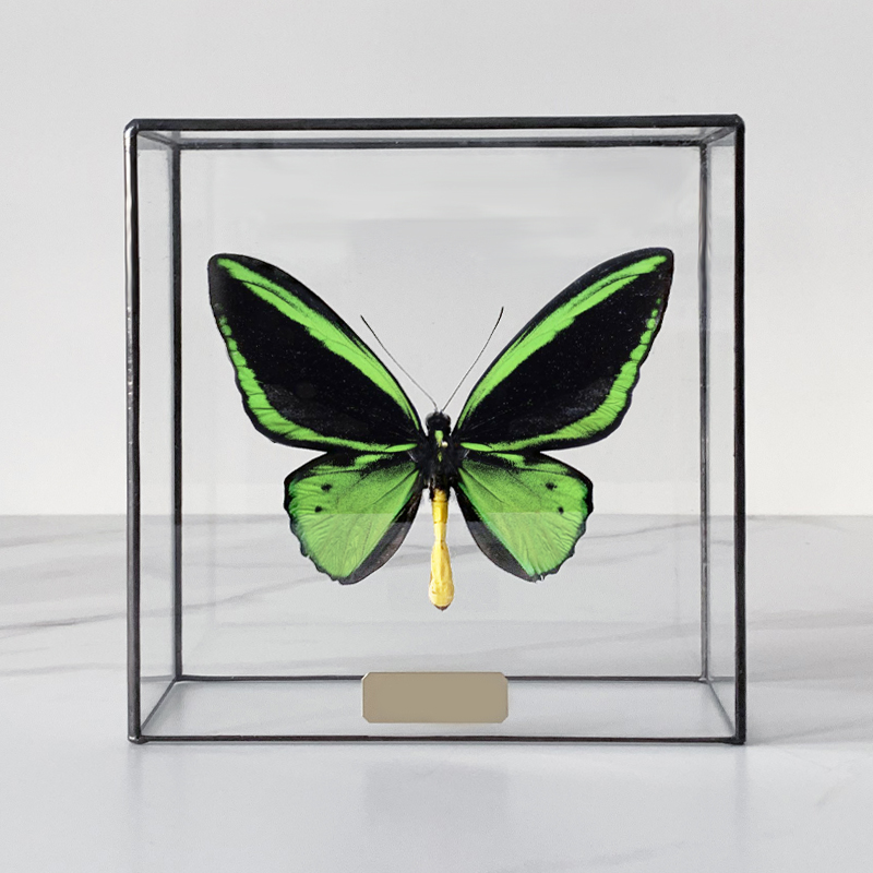 Статуэтка Butterfly Priamus Poseidon Glass Box Статуэтка Butterfly Priamus Poseidon Glass Box в Рязани | Loft Concept