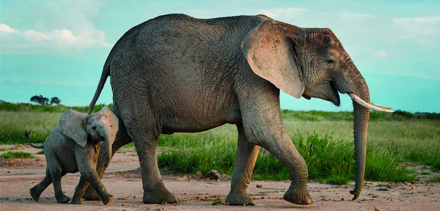 Книга Terrible Beauty: Elephant - Human - Ivory - фото