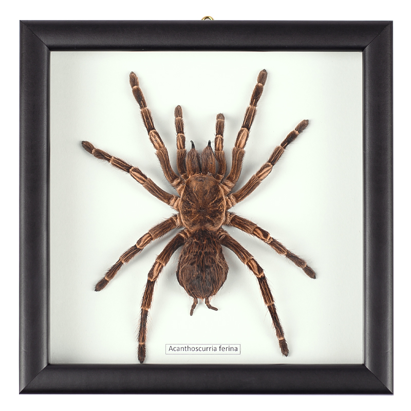Аксессуар на стену Паук Acanthoscurria Ferina Коричневый Белый Черный Аксессуар на стену Паук Acanthoscurria Ferina Коричневый Белый Черный в Рязани | Loft Concept