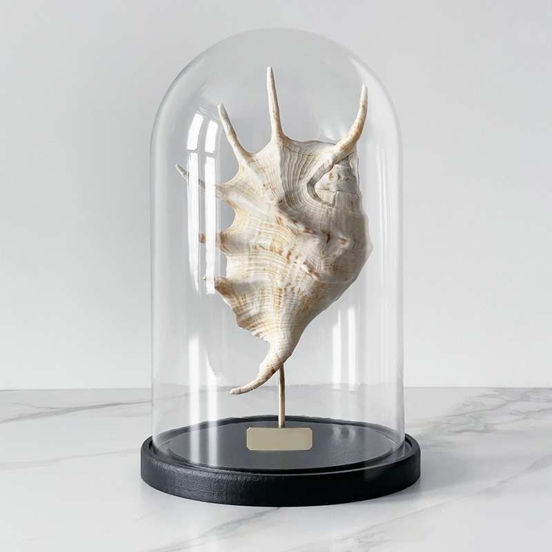 Статуэтка Lambis Glass Cloche Статуэтка Lambis Glass Cloche в Рязани | Loft Concept