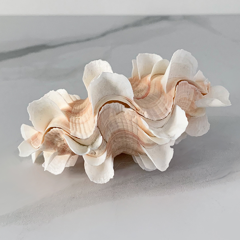 Статуэтка Tridacna Shell XS Статуэтка Tridacna Shell XS в Рязани | Loft Concept