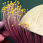 Статуэтка фантастический фрукт Exotic Tropical Fruit orange and white 67 варинант исполнения - 2 | Loft Concept в Рязани