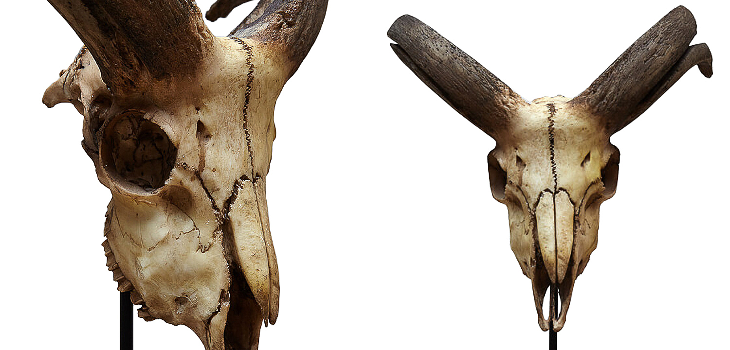 Аксессуар Goat Skull Аксессуар Goat Skull - Loft-Concept в Рязани