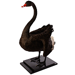 Настоящее чучело черного лебедя Black Swan варинант исполнения - 2 | Loft Concept в Рязани