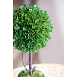 Декоративный искусственное растение Single boxwood варинант исполнения - 7 | Loft Concept в Рязани