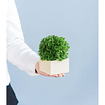 Декоративный искусственное растение Square boxwood варинант исполнения - 7 | Loft Concept в Рязани