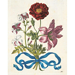 Книга цветов 22 постера Maria Sibylla Merian: 22 Pull-Out Posters варинант исполнения - 3 | Loft Concept в Рязани