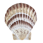 Фигурка из фарфора в виде ракушки морского гребешка Marine Tridacna варинант исполнения - 1 | Loft Concept в Рязани