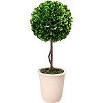 Декоративный искусственное растение Single boxwood варинант исполнения - 1 | Loft Concept в Рязани