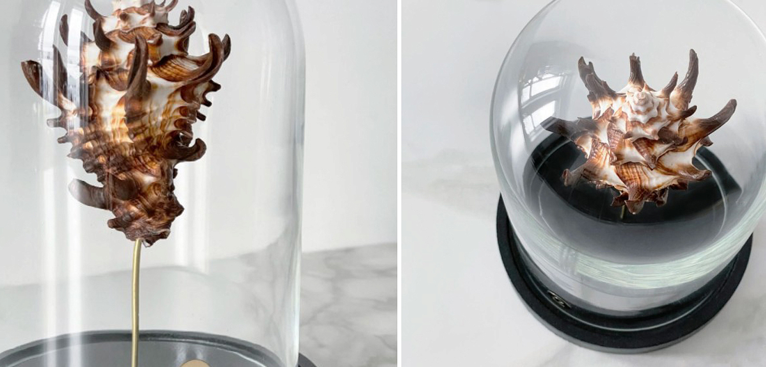 Статуэтка Vasum Tubiferum Glass Cloche Статуэтка Vasum Tubiferum Glass Cloche - Loft-Concept в Рязани