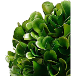 Декоративный искусственное растение Square boxwood варинант исполнения - 2 | Loft Concept в Рязани