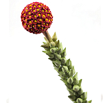 Статуэтка тропический фрукт  Tropical Fruit High Orange варинант исполнения - 2 | Loft Concept в Рязани