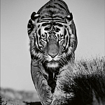 Книга Beusker. Look into my Eyes варинант исполнения - 6 | Loft Concept в Рязани