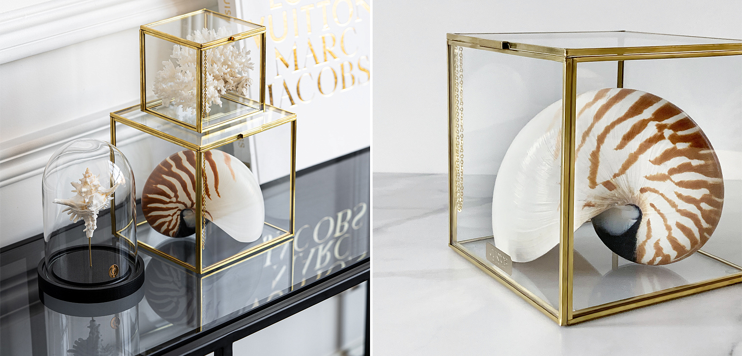 Статуэтка Nautilus Pompilius Glass Box M Статуэтка Nautilus Pompilius Glass Box M - Loft-Concept в Рязани