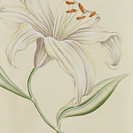 Обои ручная роспись Lilium Special Colourway on Ivory dyed silk варинант исполнения - 2 | Loft Concept в Рязани