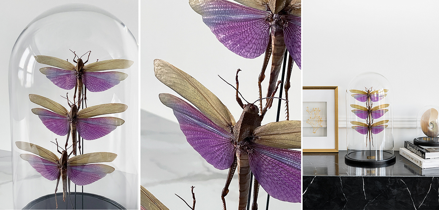 Статуэтка 3 Grasshoppers Titanacris Albipes Glass Cloche Статуэтка 3 Grasshoppers Titanacris Albipes Glass Cloche - Loft-Concept в Рязани