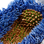 Дизайнерская статуэтка для интерьера Tropical Fruit Pandora 12 варинант исполнения - 3 | Loft Concept в Рязани