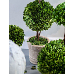 Декоративный искусственное растение Single boxwood варинант исполнения - 3 | Loft Concept в Рязани