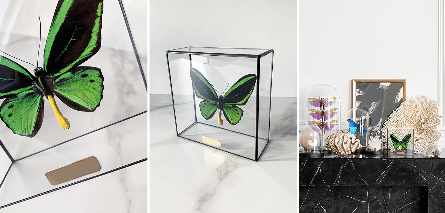 Статуэтка Butterfly Priamus Poseidon Glass Box Статуэтка Butterfly Priamus Poseidon Glass Box - Loft-Concept в Рязани