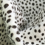Мебельная ткань Искусственный мех  белый леопард 90 см T5-3 варинант исполнения - 1 | Loft Concept в Рязани