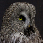 Чучело Совы таксидермия варинант исполнения - 5 | Loft Concept в Рязани