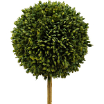 Декоративный искусственное растение Boxwood One варинант исполнения - 2 | Loft Concept в Рязани