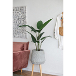 Декоративный искусственное растение Decor Stile  варинант исполнения - 6 | Loft Concept в Рязани