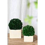 Декоративный искусственное растение Square boxwood варинант исполнения - 4 | Loft Concept в Рязани